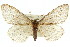  (Zermizinga sp. ANIC1 - 11ANIC-02941)  @13 [ ] CreativeCommons - Attribution (2011) ANIC/CBG Photography Group Centre for Biodiversity Genomics