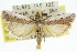  ( - 11ANIC-02950)  @13 [ ] CreativeCommons - Attribution (2011) ANIC/CBG Photography Group Centre for Biodiversity Genomics