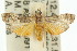  ( - 11ANIC-02953)  @14 [ ] CreativeCommons - Attribution (2011) ANIC/CBG Photography Group Centre for Biodiversity Genomics