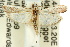  ( - 11ANIC-02956)  @11 [ ] CreativeCommons - Attribution (2011) ANIC/CBG Photography Group Centre for Biodiversity Genomics