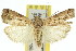  ( - 11ANIC-02970)  @11 [ ] CreativeCommons - Attribution (2011) ANIC/CBG Photography Group Centre for Biodiversity Genomics