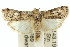  ( - 11ANIC-02975)  @14 [ ] CreativeCommons - Attribution (2011) ANIC/CBG Photography Group Centre for Biodiversity Genomics