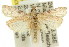  ( - 11ANIC-03013)  @14 [ ] CreativeCommons - Attribution (2011) ANIC/CBG Photography Group Centre for Biodiversity Genomics