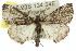  ( - 11ANIC-03056)  @11 [ ] CreativeCommons - Attribution (2011) ANIC/CBG Photography Group Centre for Biodiversity Genomics