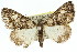  ( - 11ANIC-03057)  @11 [ ] CreativeCommons - Attribution (2011) ANIC/CBG Photography Group Centre for Biodiversity Genomics