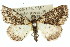  ( - 11ANIC-03058)  @11 [ ] CreativeCommons - Attribution (2011) ANIC/CBG Photography Group Centre for Biodiversity Genomics