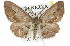  ( - 11ANIC-03068)  @11 [ ] CreativeCommons - Attribution (2011) ANIC/CBG Photography Group Centre for Biodiversity Genomics
