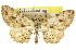  ( - 11ANIC-03074)  @11 [ ] CreativeCommons - Attribution (2011) ANIC/CBG Photography Group Centre for Biodiversity Genomics