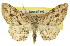  ( - 11ANIC-03075)  @11 [ ] CreativeCommons - Attribution (2011) ANIC/CBG Photography Group Centre for Biodiversity Genomics