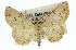  ( - 11ANIC-03077)  @11 [ ] CreativeCommons - Attribution (2011) ANIC/CBG Photography Group Centre for Biodiversity Genomics