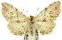 ( - 11ANIC-03078)  @11 [ ] CreativeCommons - Attribution (2011) ANIC/CBG Photography Group Centre for Biodiversity Genomics