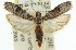  ( - 11ANIC-03162)  @14 [ ] CreativeCommons - Attribution (2011) ANIC/CBG Photography Group Centre for Biodiversity Genomics