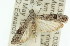  ( - 11ANIC-03164)  @13 [ ] CreativeCommons - Attribution (2011) ANIC/CBG Photography Group Centre for Biodiversity Genomics