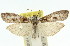  ( - 11ANIC-03165)  @13 [ ] CreativeCommons - Attribution (2011) ANIC/CBG Photography Group Centre for Biodiversity Genomics