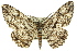  ( - 11ANIC-03356)  @15 [ ] CreativeCommons - Attribution (2011) ANIC/CBG Photography Group Centre for Biodiversity Genomics