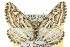 ( - 11ANIC-03361)  @13 [ ] CreativeCommons - Attribution (2011) ANIC/CBG Photography Group Centre for Biodiversity Genomics