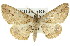 ( - 11ANIC-03375)  @11 [ ] CreativeCommons - Attribution (2011) ANIC/CBG Photography Group Centre for Biodiversity Genomics