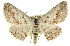  ( - 11ANIC-03380)  @15 [ ] CreativeCommons - Attribution (2011) ANIC/CBG Photography Group Centre for Biodiversity Genomics
