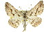  ( - 11ANIC-03383)  @14 [ ] CreativeCommons - Attribution (2011) ANIC/CBG Photography Group Centre for Biodiversity Genomics