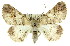 ( - 11ANIC-03397)  @15 [ ] CreativeCommons - Attribution (2011) ANIC/CBG Photography Group Centre for Biodiversity Genomics
