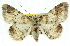  ( - 11ANIC-03399)  @15 [ ] CreativeCommons - Attribution (2011) ANIC/CBG Photography Group Centre for Biodiversity Genomics