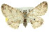  ( - 11ANIC-03400)  @14 [ ] CreativeCommons - Attribution (2011) ANIC/CBG Photography Group Centre for Biodiversity Genomics