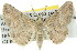  ( - 11ANIC-03403)  @14 [ ] CreativeCommons - Attribution (2011) ANIC/CBG Photography Group Centre for Biodiversity Genomics