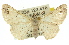  ( - 11ANIC-03411)  @14 [ ] CreativeCommons - Attribution (2011) ANIC/CBG Photography Group Centre for Biodiversity Genomics