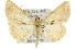  ( - 11ANIC-03412)  @15 [ ] CreativeCommons - Attribution (2011) ANIC/CBG Photography Group Centre for Biodiversity Genomics
