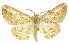  ( - 11ANIC-03414)  @14 [ ] CreativeCommons - Attribution (2011) ANIC/CBG Photography Group Centre for Biodiversity Genomics
