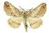  ( - 11ANIC-03415)  @16 [ ] CreativeCommons - Attribution (2011) ANIC/CBG Photography Group Centre for Biodiversity Genomics