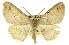  ( - 11ANIC-03417)  @15 [ ] CreativeCommons - Attribution (2011) ANIC/CBG Photography Group Centre for Biodiversity Genomics