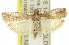  ( - 11ANIC-03423)  @11 [ ] CreativeCommons - Attribution (2011) ANIC/CBG Photography Group Centre for Biodiversity Genomics