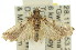  ( - 11ANIC-03441)  @14 [ ] CreativeCommons - Attribution (2011) ANIC/CBG Photography Group Centre for Biodiversity Genomics