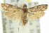  (Assara microdoxa - 11ANIC-03466)  @11 [ ] CreativeCommons - Attribution (2011) ANIC/CBG Photography Group Centre for Biodiversity Genomics