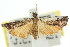  ( - 11ANIC-03484)  @11 [ ] CreativeCommons - Attribution (2011) ANIC/CBG Photography Group Centre for Biodiversity Genomics