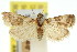  ( - 11ANIC-03500)  @11 [ ] CreativeCommons - Attribution (2011) ANIC/CBG Photography Group Centre for Biodiversity Genomics