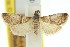  ( - 11ANIC-03501)  @11 [ ] CreativeCommons - Attribution (2011) ANIC/CBG Photography Group Centre for Biodiversity Genomics