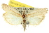  ( - 11ANIC-03508)  @11 [ ] CreativeCommons - Attribution (2011) ANIC/CBG Photography Group Centre for Biodiversity Genomics