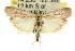 (Ancylosis rufifasciella - 11ANIC-03510)  @15 [ ] CreativeCommons - Attribution (2011) ANIC/CBG Photography Group Centre for Biodiversity Genomics