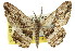  ( - 11ANIC-03571)  @11 [ ] CreativeCommons - Attribution (2011) ANIC/CBG Photography Group Centre for Biodiversity Genomics