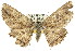  ( - 11ANIC-03577)  @11 [ ] CreativeCommons - Attribution (2011) ANIC/CBG Photography Group Centre for Biodiversity Genomics