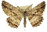  ( - 11ANIC-03579)  @11 [ ] CreativeCommons - Attribution (2011) ANIC/CBG Photography Group Centre for Biodiversity Genomics