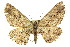  ( - 11ANIC-03581)  @14 [ ] CreativeCommons - Attribution (2011) ANIC/CBG Photography Group Centre for Biodiversity Genomics