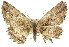  ( - 11ANIC-03582)  @15 [ ] CreativeCommons - Attribution (2011) ANIC/CBG Photography Group Centre for Biodiversity Genomics