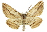  ( - 11ANIC-03592)  @15 [ ] CreativeCommons - Attribution (2011) ANIC/CBG Photography Group Centre for Biodiversity Genomics