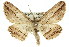  ( - 11ANIC-03593)  @15 [ ] CreativeCommons - Attribution (2011) ANIC/CBG Photography Group Centre for Biodiversity Genomics