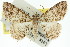  ( - 11ANIC-03634)  @11 [ ] CreativeCommons - Attribution (2011) ANIC/CBG Photography Group Centre for Biodiversity Genomics