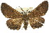  ( - 11ANIC-03681)  @11 [ ] CreativeCommons - Attribution (2011) ANIC/CBG Photography Group Centre for Biodiversity Genomics