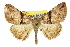  ( - 11ANIC-03686)  @14 [ ] CreativeCommons - Attribution (2011) ANIC/CBG Photography Group Centre for Biodiversity Genomics